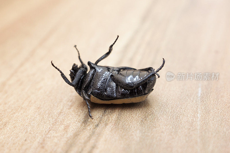 秘鲁的Gymnetis Flavomarginata甲虫